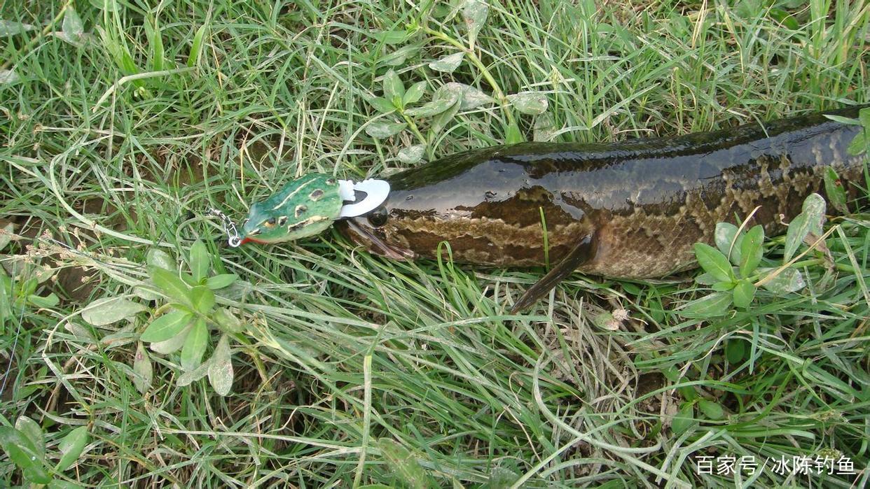 3种钓黑鱼的方法和技巧，你觉得哪种更有效？