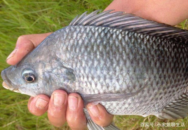 罗非鱼的垂钓方法，看老钓友是怎样做的，进来了解一下吧！