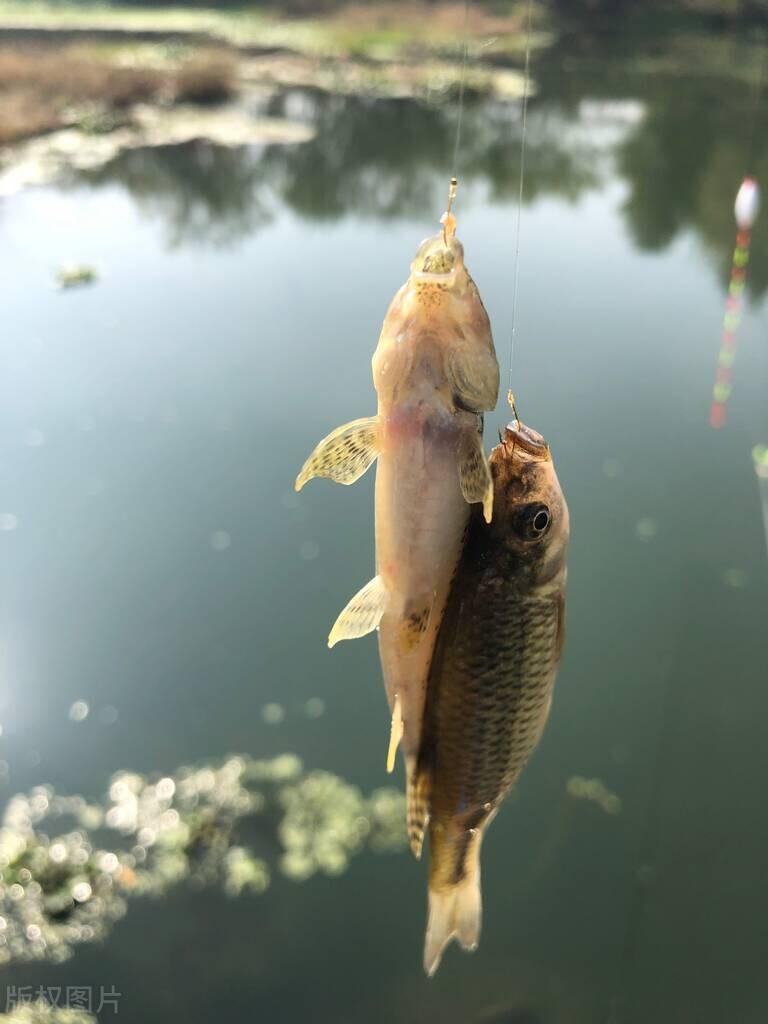 有什么钓鲤鱼、草鱼的好方法吗？