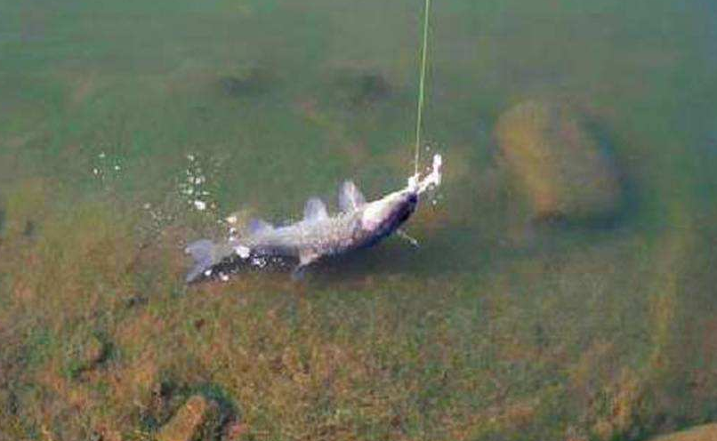 钓鱼人公认的5种手感最好的淡水鱼，草鱼上榜，青鱼只能排第二