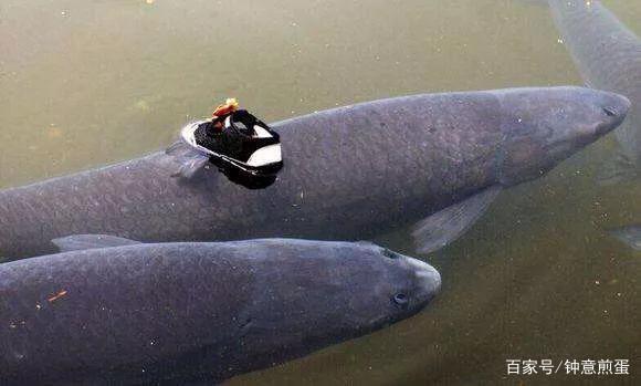 钓鱼之青鱼介绍和钓获方法