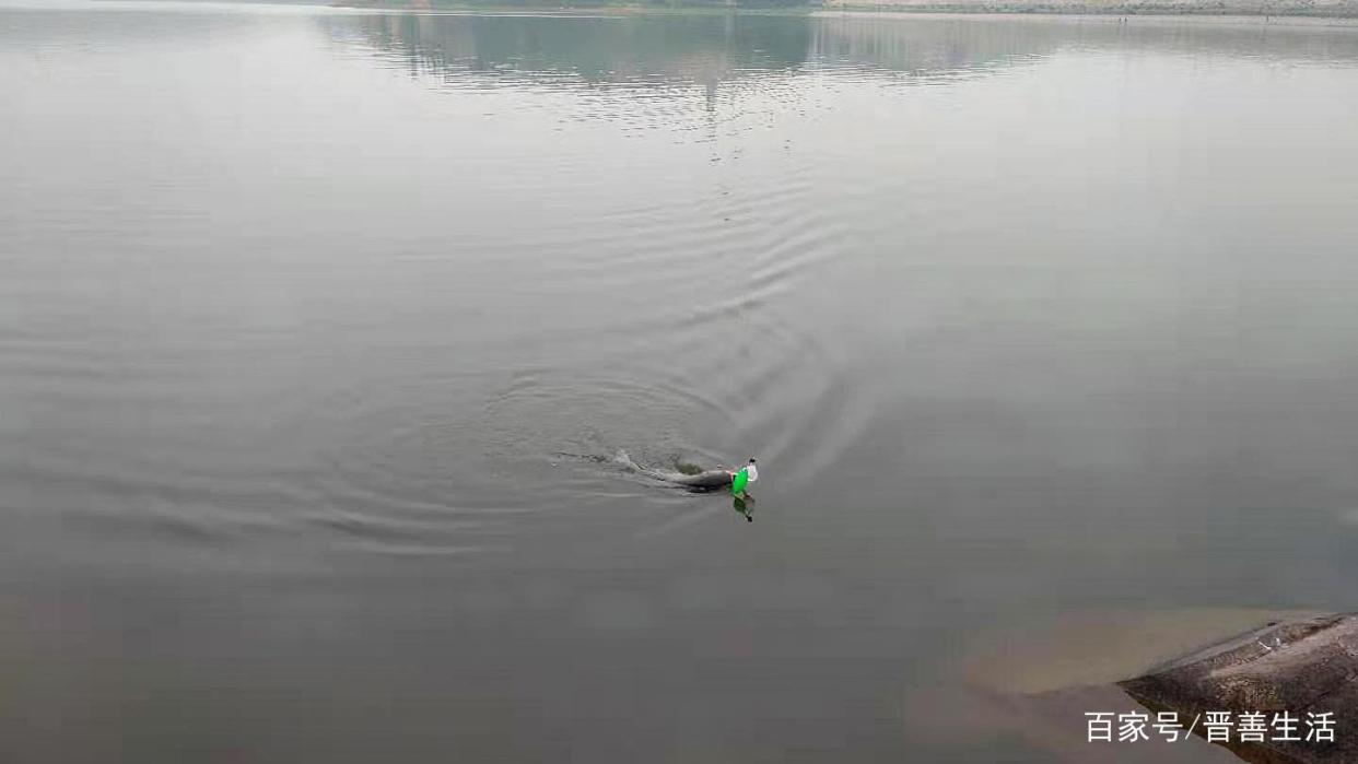 不是跟你吹，这才是高手常用的鲢鳙钓法，后悔现在才知道，莫忽视