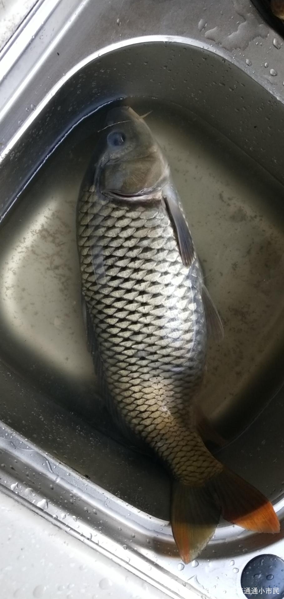 钓友都说养殖的鲫鱼钓起来是没有灵魂的，发一些台州野钓的钓点