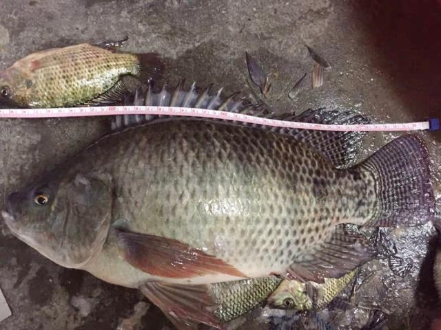 夏季如何钓罗非鱼？这个方法很见效，大罗非纷纷上钩！