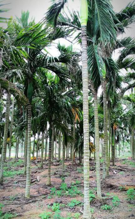 在海南有水的地方就可以钓鱼，罗非你钓过吗？