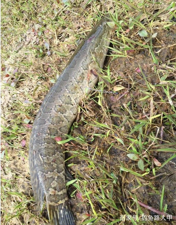 到了清明还不钓黑鱼就太可惜了，方法特简单，每次都能钓十几条