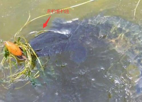 垂钓黑鱼三种不同的垂钓方法 您正在使用哪种啊？