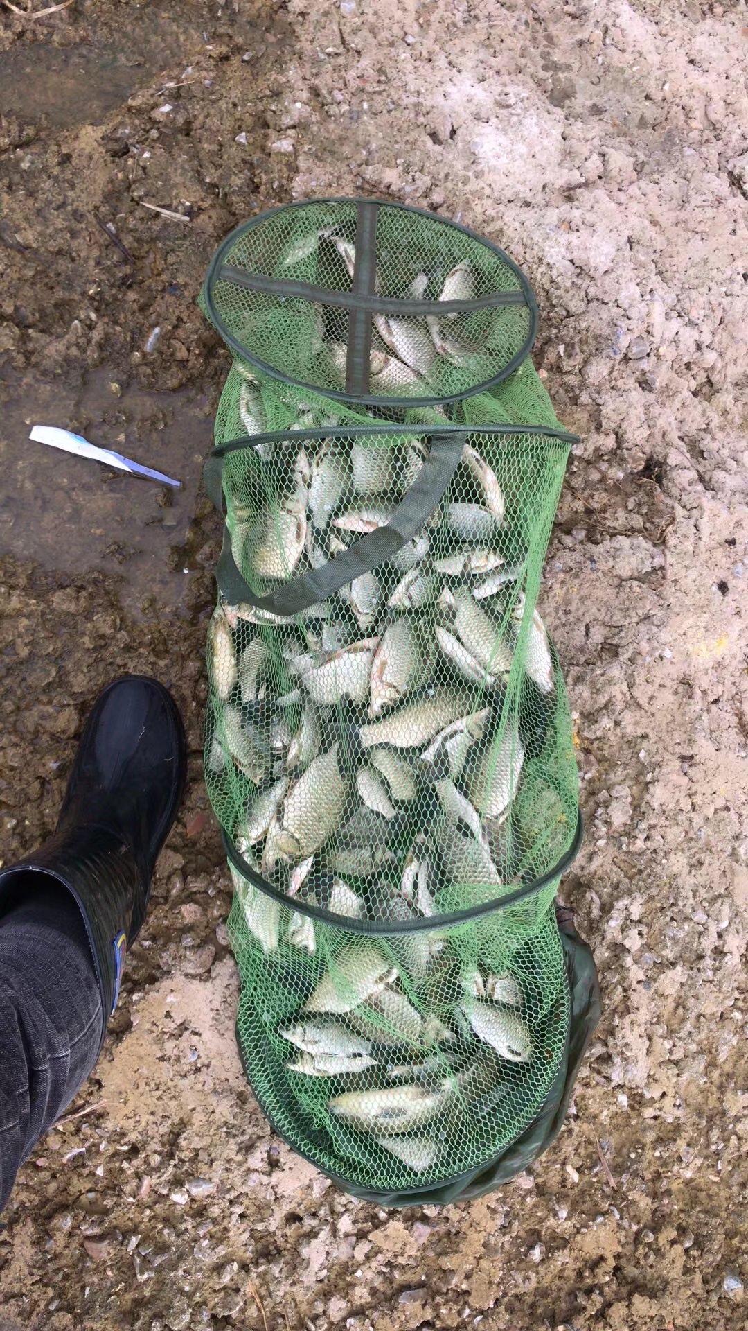 春季如何钓鲫鱼