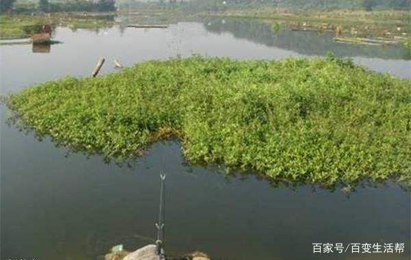 凶猛的黑鱼要怎么钓？掌握这4个技巧，让你连竿到手软，轻松爆护