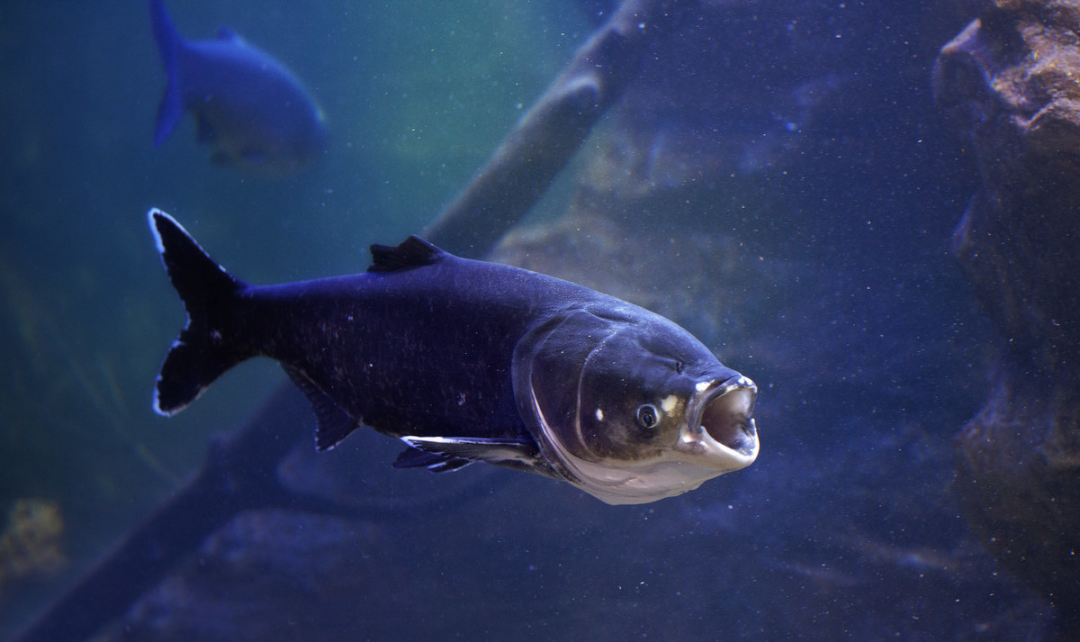 夏天如何在自然水域作钓鲢鳙？教你三招好方法