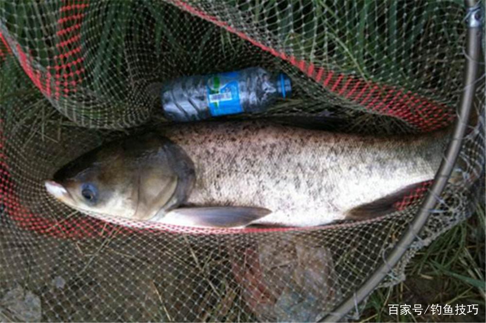 秋季鲢鳙最肥美，掌握了这些原理，鲢鳙是好钓的鱼，而且没有之一