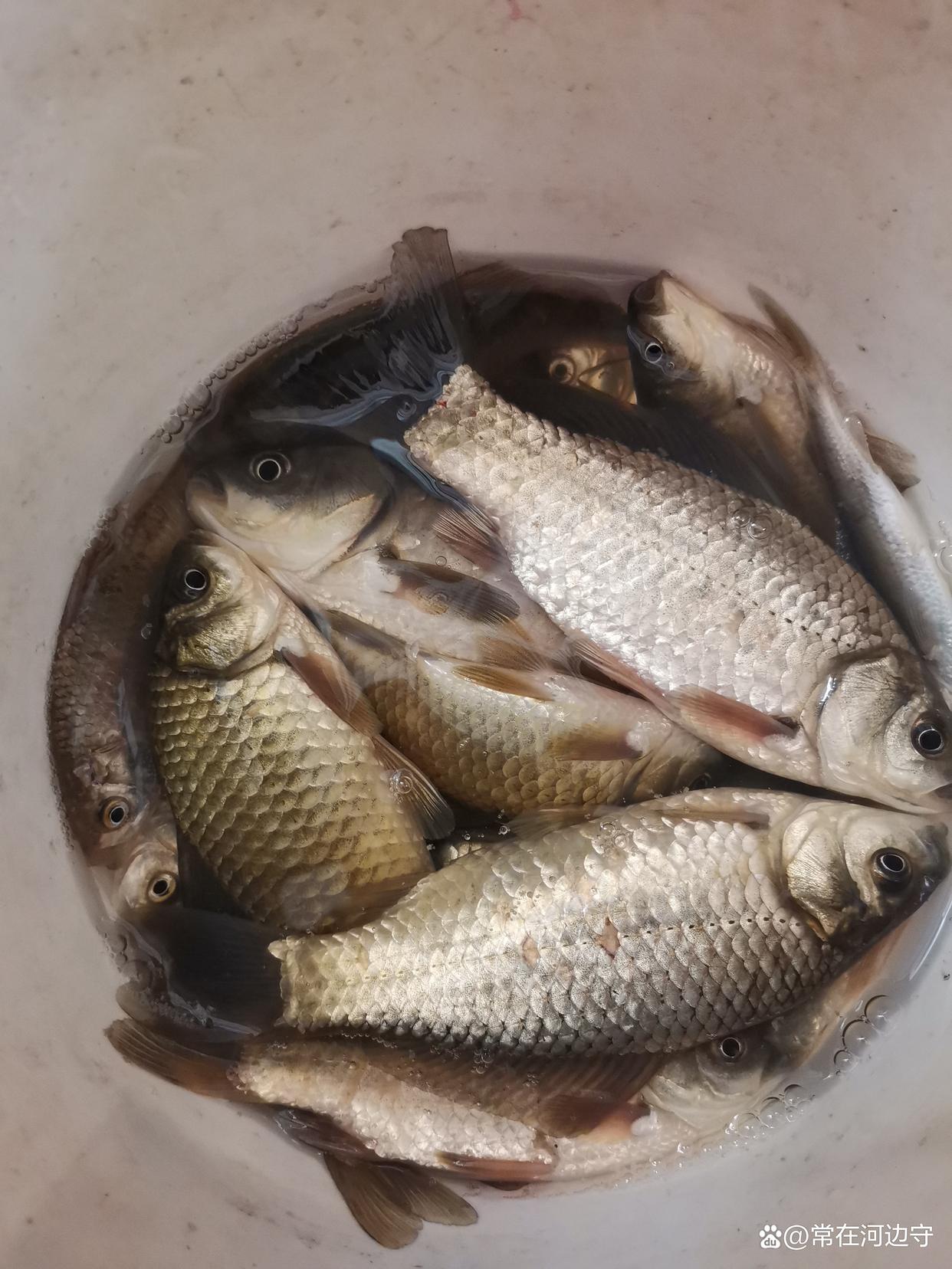 春钓鲫鱼找到这个地方就找到了鱼群想空军都难