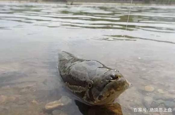 夏季钓黑鱼有技巧，看完这几点，你就知道黑鱼怎么钓了