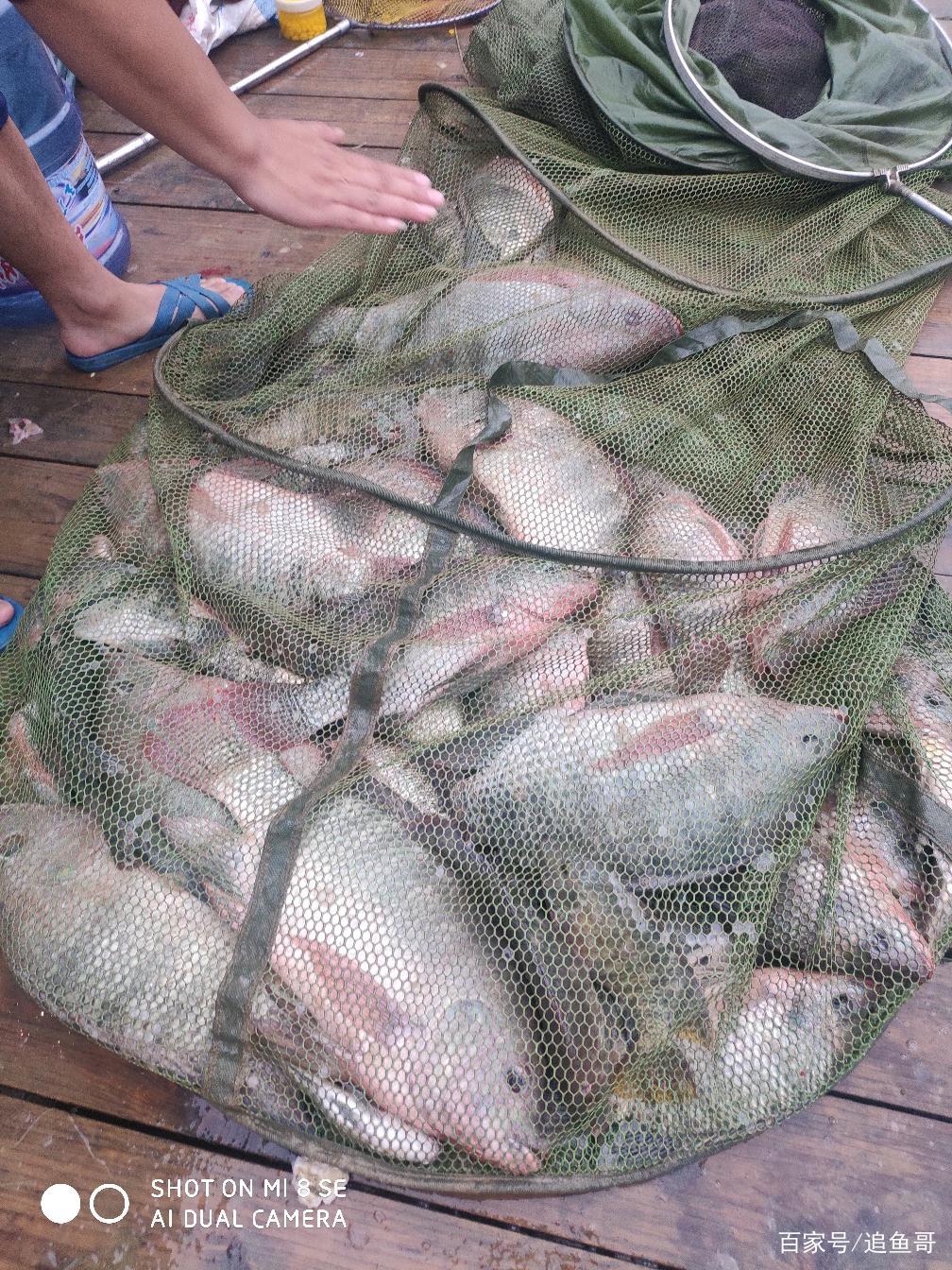 钓友们钓过最大罗非是多大？最多一天钓多少？