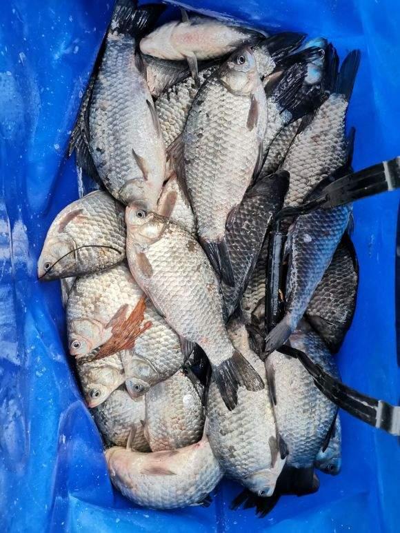 降温后野钓钓点选择，大的小的都躲在这种地方