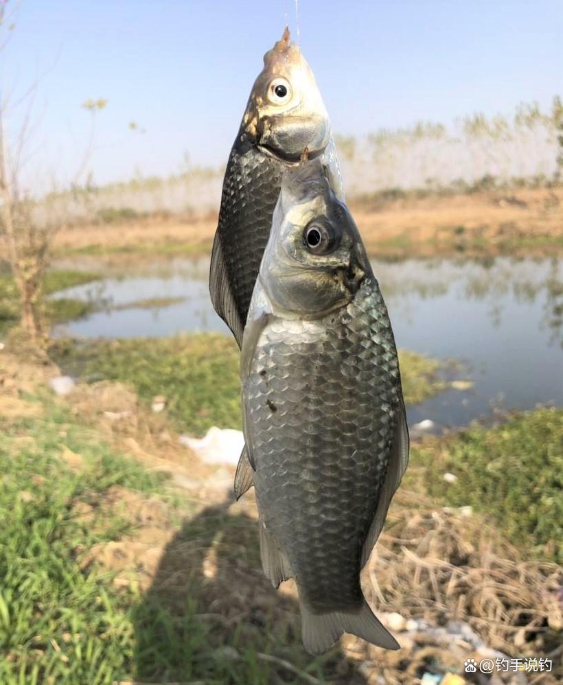 钓鲫鱼什么水情鱼情适合钓灵或钓钝？在这些场景野钓，更适合钓钝