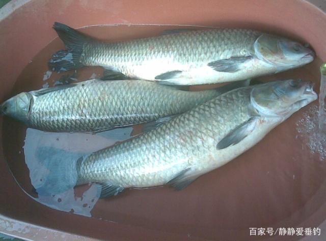 夏天垂钓青鱼、草鱼的小技巧，你可能需要了解一下，能助你爆护