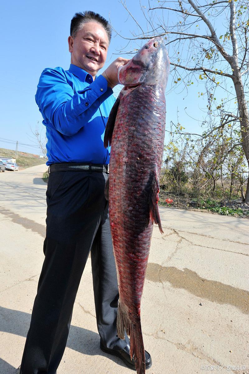 钓鱼的都喜欢的一种鱼“大黑妹”可长至百斤，没有钓鱼人不喜欢它