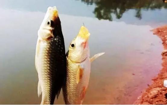 草鱼靠勤鲤靠守，通过3个方面，了解这2种鱼钓法的区别