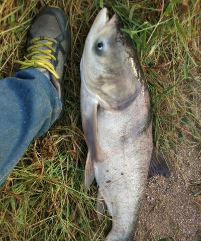 一文读懂，钓鲢鳙与钓草鱼的5点区别