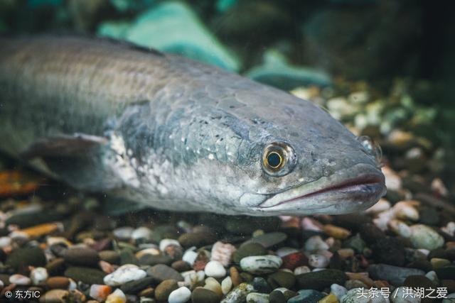 软虫钓法让你轻松钓黑鱼