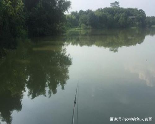 南方水域罗非鱼多成群，做好这四点，新手野钓罗非也能收获好！