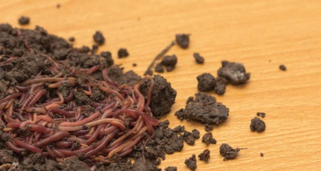 春季垂钓黑鱼，教你几种不错的方法，鱼儿肯定每次都乖乖上钩