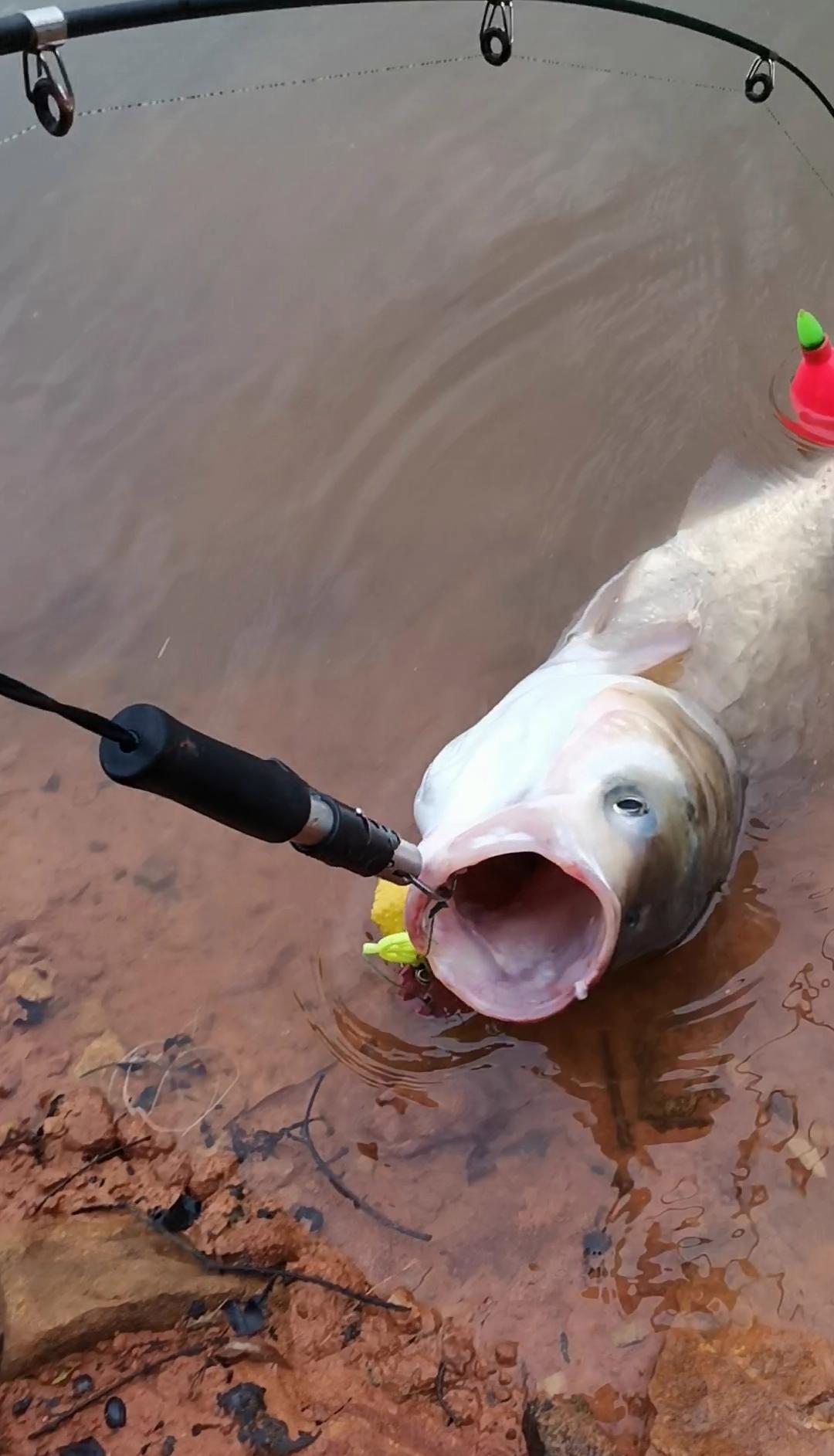 野钓大鲢鳙方法分享大家