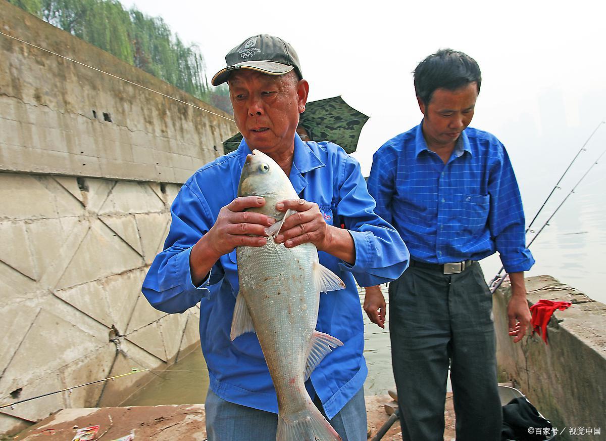 夏季钓草鱼和鲢鳙怎么钓？值得学习