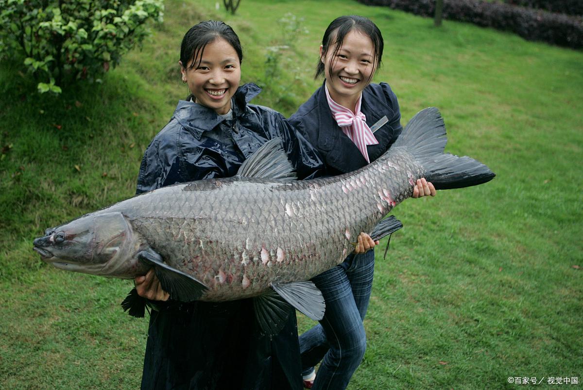 夏季钓青鱼就这几招，明白青鱼食性鱼获就能钓的多