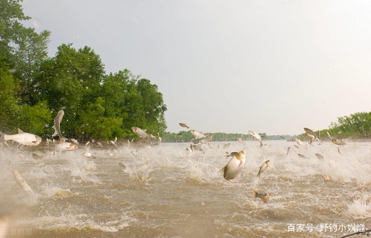 学会邓刚老师钓鲢鳙的这几招，一定会收获满满
