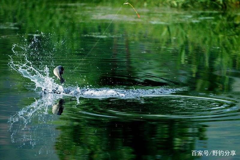 野钓：用手竿钓底或钓浮，掌握下面几点，黑鱼再凶猛也难逃！