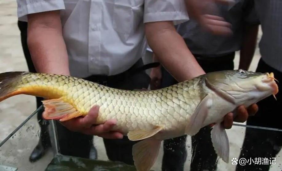 晚春野钓鲤鱼，这三个知识点要牢记，看完小白也能连竿上大鲤！