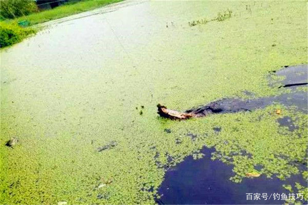 梅雨季节钓黑鱼，用对了方法，比拉白条还容易！