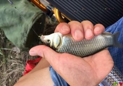 水库钓鲤鱼的绝招，学会肯定有用