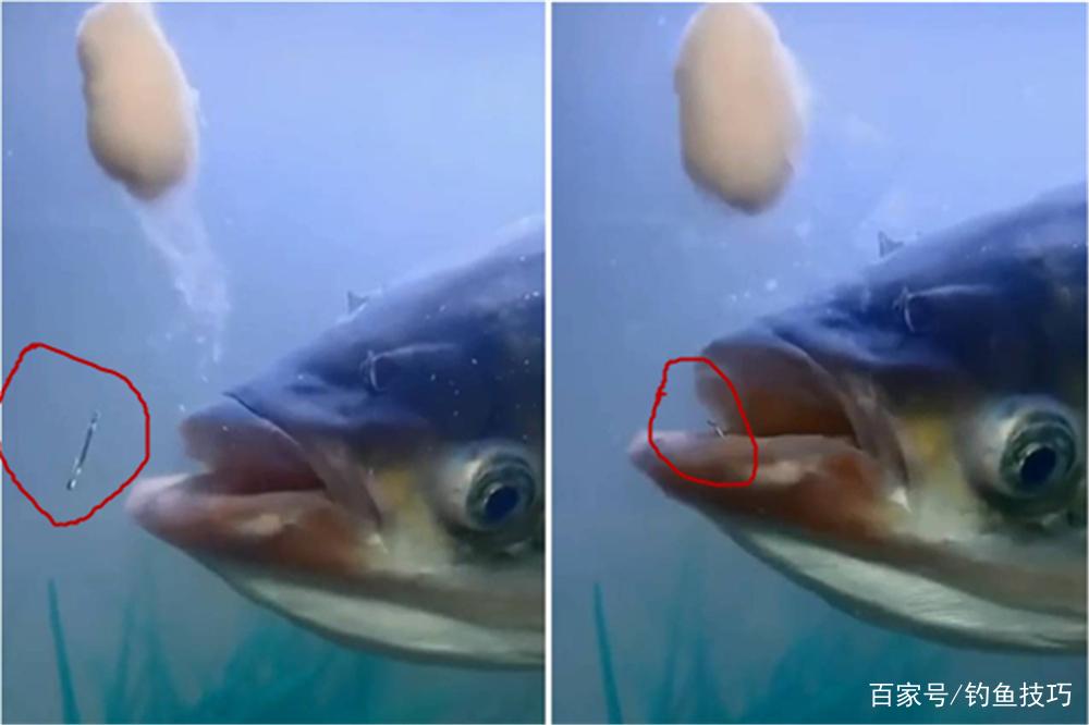 野钓就没什么鱼好钓，如果有？那就是鲢鳙，秘诀都在子线上