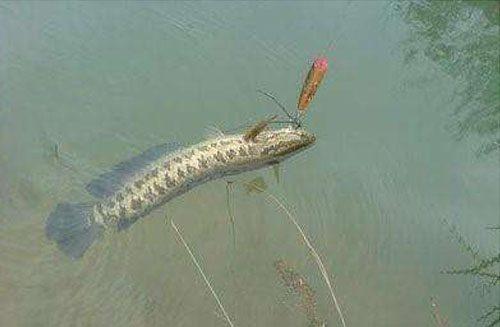 5月左右黑鱼最好钓，千万不要放过这些钓黑的方法！