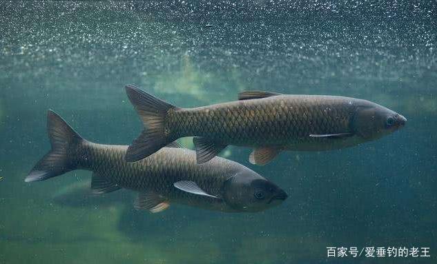 鲫鱼、草鱼、鲮鱼、黑鱼、鲶鱼的钓法解析，领悟透能秒杀一切水域