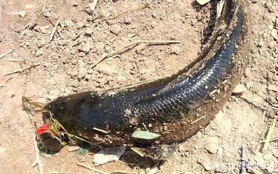 关于钓黑鱼的技巧和方法，小编来教你，一定要来看看哦！