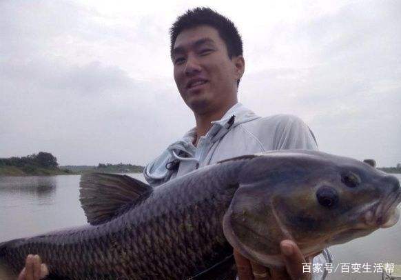 大肥肉也能用来钓鱼？原来这个也有用来做诱饵，大青鱼特别爱吃