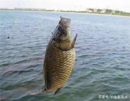 为什么有那么多人喜欢钓鲫鱼