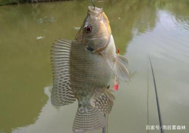 天热了以后，使用这些方法垂钓罗非鱼，效果是非常不错的