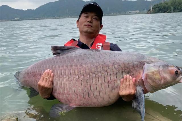 农民钓到一条70斤的鱼，鱼贩用50000元买下，事后农民说：亏大了