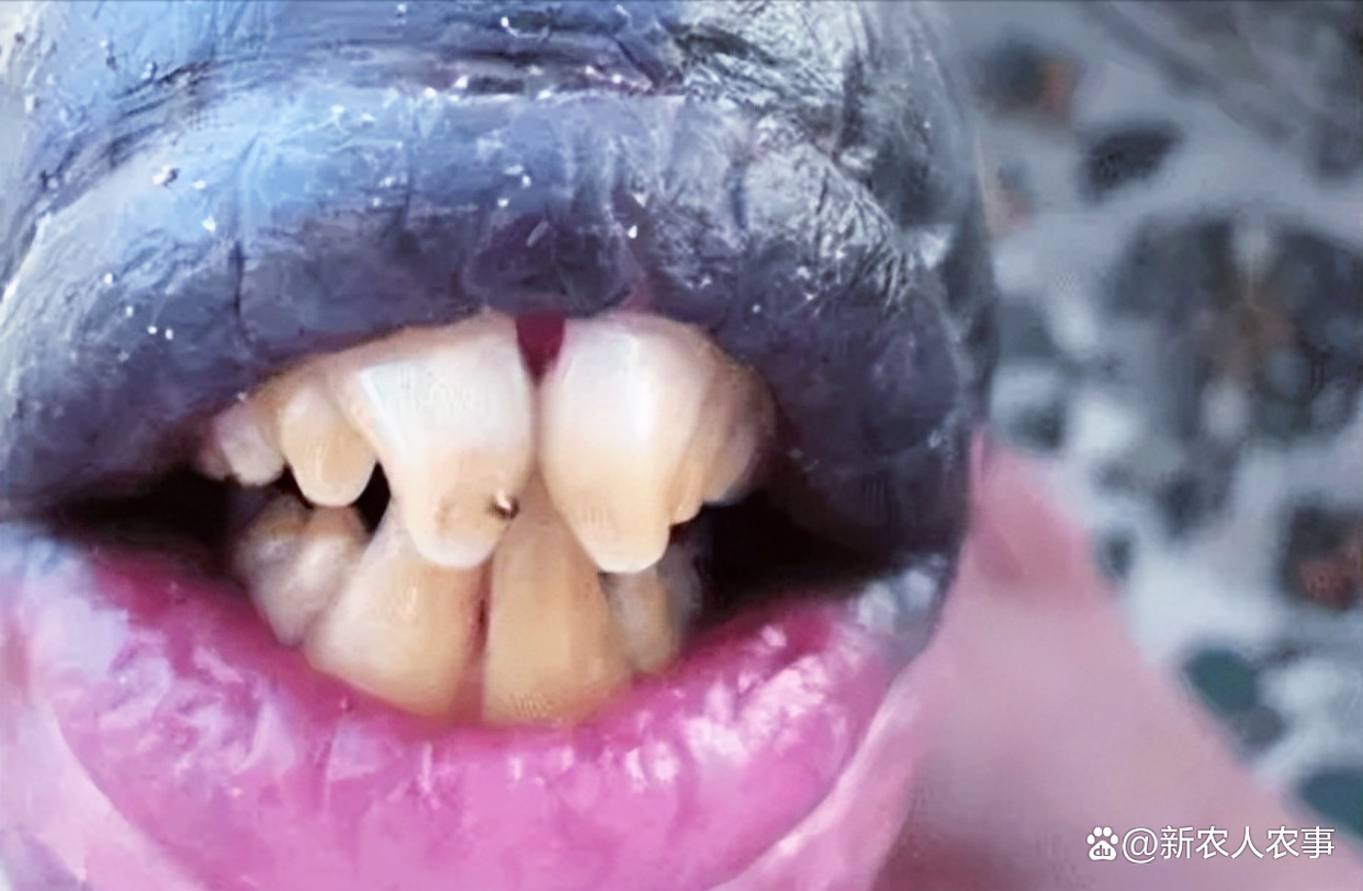 男子海钓收获“人嘴”怪鱼，为弄清身份请网友鉴别，真相让人后怕