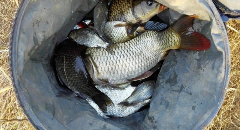 钓鲫鱼，想比别人钓得多，先要了解鲫鱼的生活习性