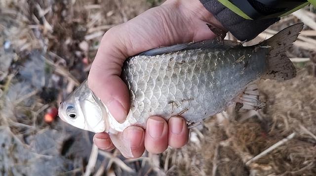 春季野钓鲫鱼怎么用饵？教你高效配饵“秘诀”，新手也能轻松“爆护”