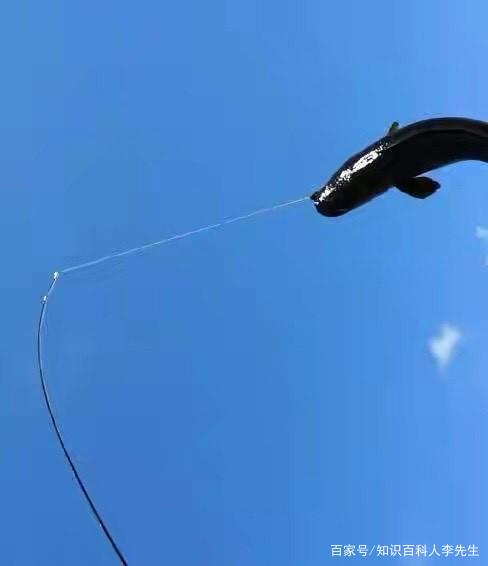 野钓大黑鱼最佳使用技巧分享