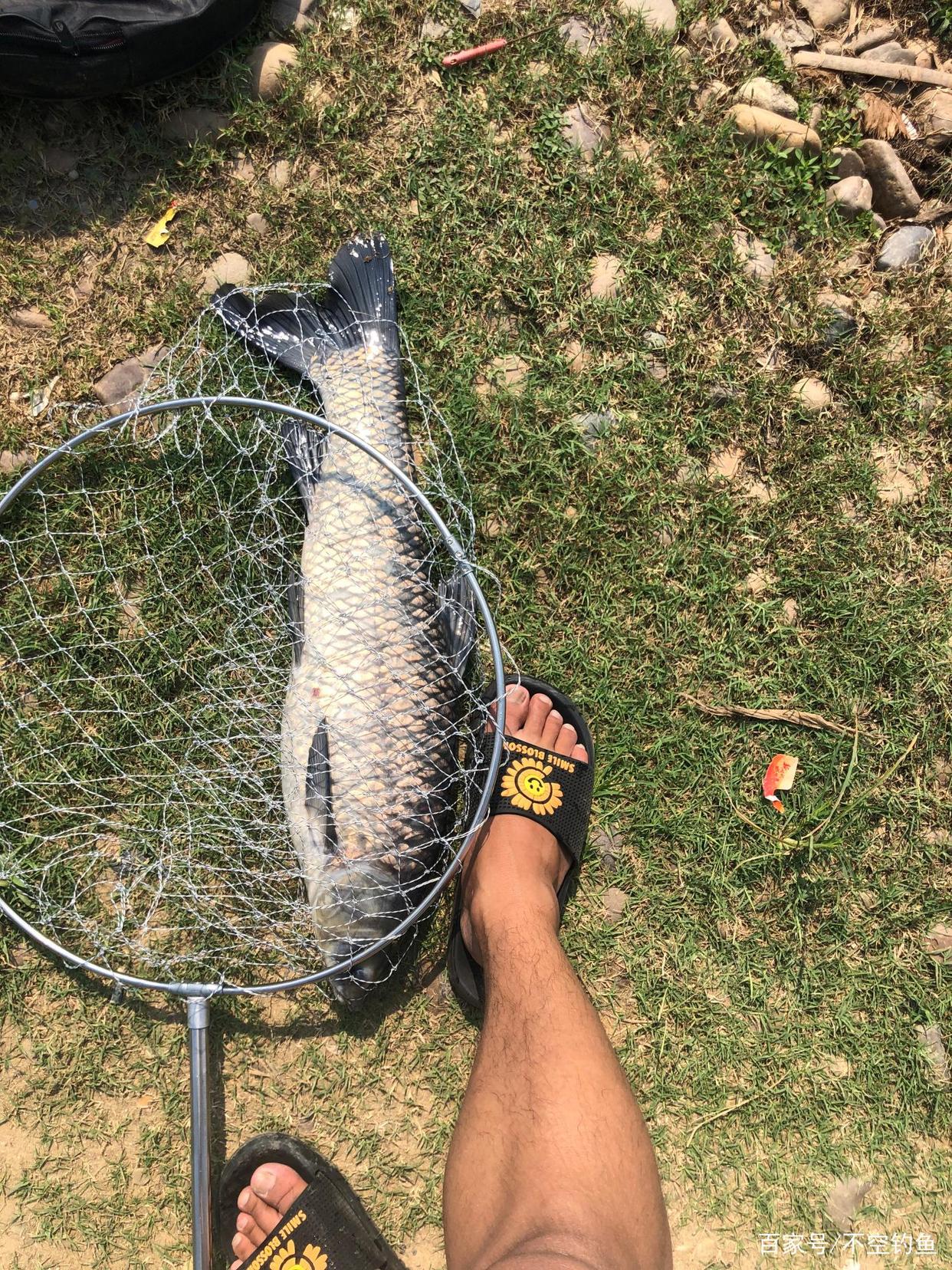 库钓大青鱼攻略：掌握好这点，野钓照样能上大青！