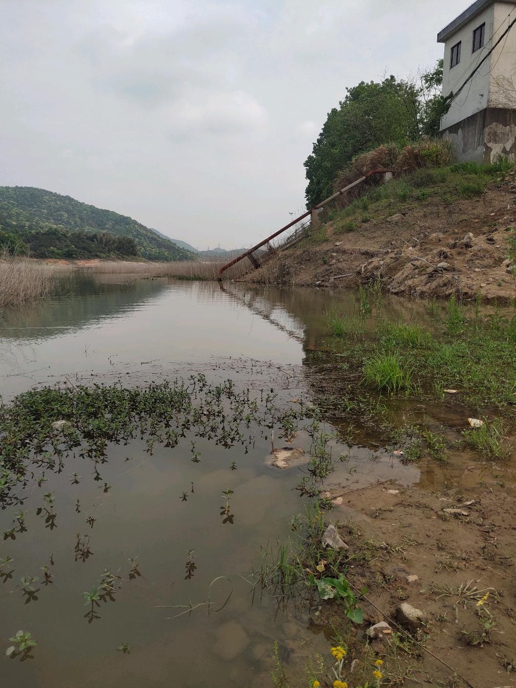 三月三鲤鱼上河滩，钓鲤鱼季节来了。推荐老钓鱼人钓鲤鱼好方法