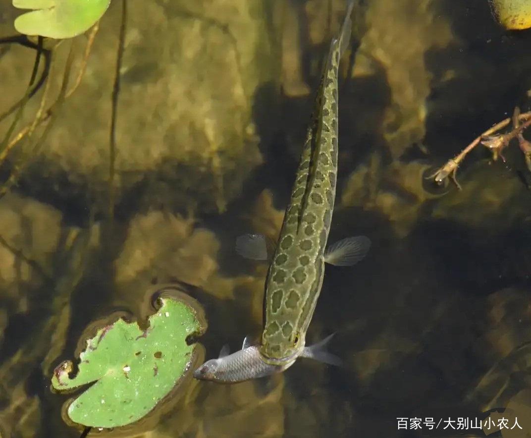 黑鱼的怒吼：入侵美国胖如“猪”，国内贵为孝鱼却活成了酸菜鱼